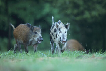 Dzik euroazjatycki, dzik, (Sus scrofa) © Bartosz Rakoczy