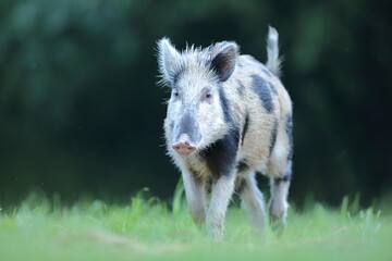 Dzik euroazjatycki, dzik, (Sus scrofa) © Bartosz Rakoczy