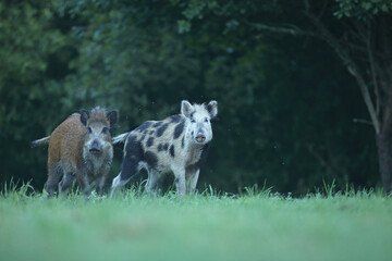 Dzik euroazjatycki, dzik, (Sus scrofa) © Bartosz Rakoczy