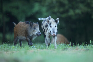 Dzik euroazjatycki, dzik, (Sus scrofa) © Bartosz Rakoczy