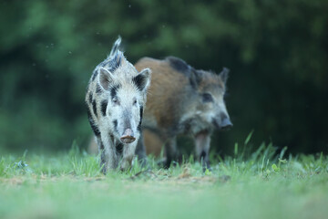 Dzik euroazjatycki, dzik, (Sus scrofa) © Bartosz Rakoczy