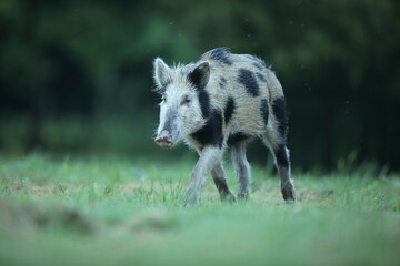 Dzik euroazjatycki, dzik, (Sus scrofa) © Bartosz Rakoczy
