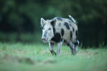 Dzik euroazjatycki, dzik, (Sus scrofa) © Bartosz Rakoczy