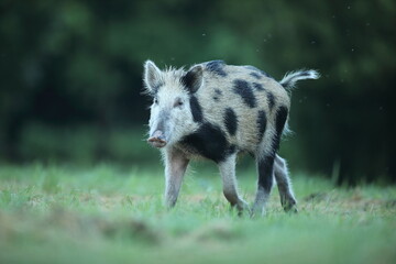 Dzik euroazjatycki, dzik, (Sus scrofa) © Bartosz Rakoczy