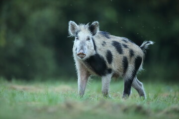 Dzik euroazjatycki, dzik, (Sus scrofa) © Bartosz Rakoczy