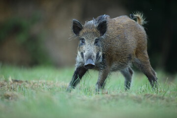 Dzik euroazjatycki, dzik, (Sus scrofa) © Bartosz Rakoczy