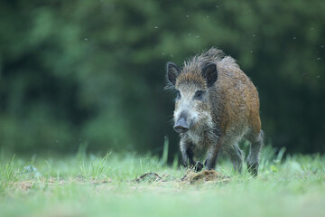 Dzik euroazjatycki, dzik, (Sus scrofa) © Bartosz Rakoczy