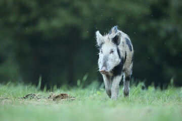 Dzik euroazjatycki, dzik, (Sus scrofa) © Bartosz Rakoczy