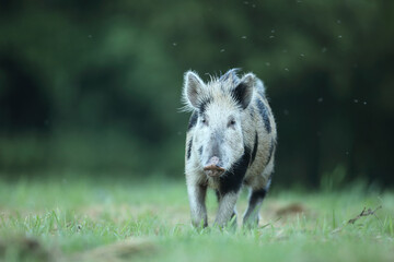 Dzik euroazjatycki, dzik, (Sus scrofa) © Bartosz Rakoczy