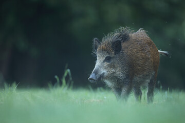 Dzik euroazjatycki, dzik, (Sus scrofa) © Bartosz Rakoczy