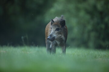 Dzik euroazjatycki, dzik, (Sus scrofa) © Bartosz Rakoczy