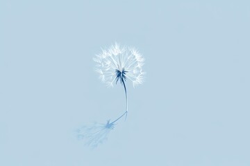 Obraz premium Single Dandelion Seed Head with Reflection on Blue Background