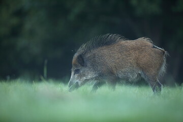 Dzik euroazjatycki, dzik, (Sus scrofa) © Bartosz Rakoczy