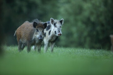 Dzik euroazjatycki, dzik, (Sus scrofa) © Bartosz Rakoczy