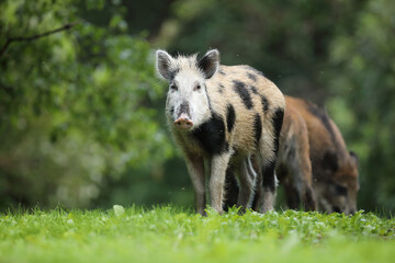Dzik euroazjatycki, dzik, (Sus scrofa) © Bartosz Rakoczy