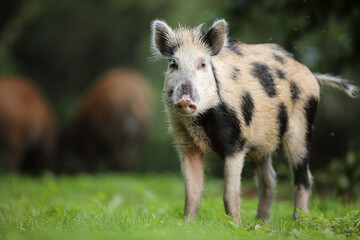 Dzik euroazjatycki, dzik, (Sus scrofa) © Bartosz Rakoczy