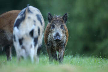 Dzik euroazjatycki, dzik, (Sus scrofa) © Bartosz Rakoczy
