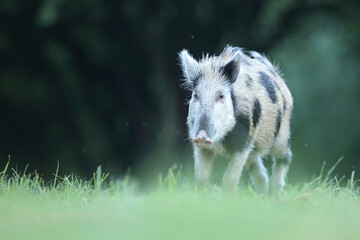 Dzik euroazjatycki, dzik, (Sus scrofa) © Bartosz Rakoczy