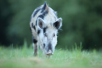 Dzik euroazjatycki, dzik, (Sus scrofa) © Bartosz Rakoczy