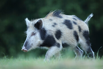 Dzik euroazjatycki, dzik, (Sus scrofa) © Bartosz Rakoczy