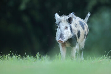 Dzik euroazjatycki, dzik, (Sus scrofa) © Bartosz Rakoczy
