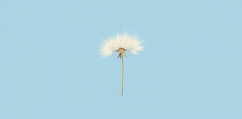 Obraz premium A Single Dandelion Seed Head Against A Light Blue Background