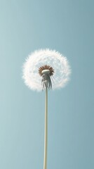 Fototapeta premium A Single Dandelion Seed Head Against A Pale Blue Sky