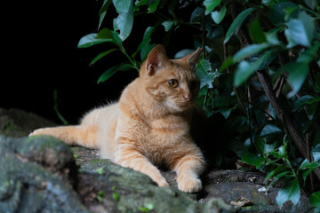 黒の背景で浮かび上がって見える茶トラ柄の野良猫