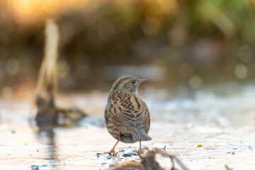 Fauna selvatica Capanno Nisida Poiana