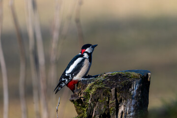 Fauna selvatica Capanno Nisida Poiana