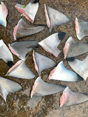 collection of shark fins ready for export to japan, thailand, dubai and china