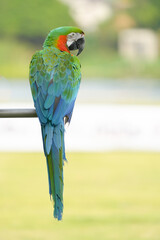 Harlequin macaw Hybrid green wing with blue and gold macaw Free-flying training bird standing on a perch.