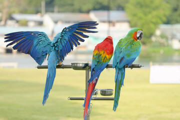 Obraz premium Blue and gold macaw Free-flying training bird standing on a perch.