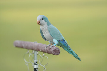 Monk Parakeet ,Quaker Parrot,parrot Free-flying training bird standing on a perch.