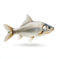 A solitary fish stands upright on a clean white surface, showcasing its unique posture and vibrant colors in contrast to the background.