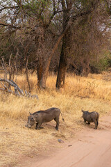 Warthogs foraging for food