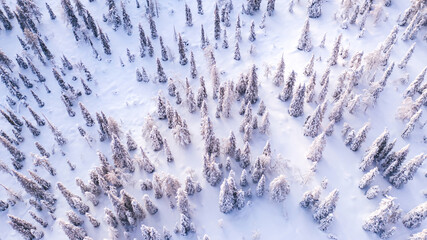 Aerial view from drone of white snowy pines of coniferous forest trees in Lapland National park environment, bird’s eye top scenery view of famous nature landmark in Riisitunturi on winter season