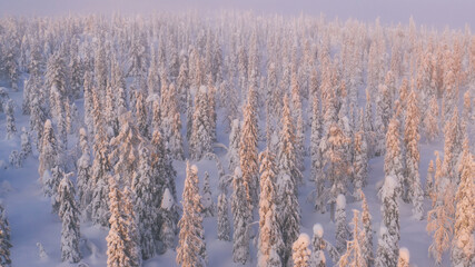 Aerial view from drone of snowy pines of endless coniferous forest trees in Lapland National park, bird’s eye top view of natural landmark in Riisitunturi on winter season hidden in fog at sunset