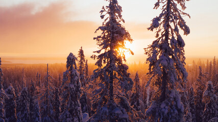 Aerial view from drone of snowy pines of endless coniferous forest trees in Lapland National park, bird’s eye scenery  view of natural landmark in Riisitunturi on winter season at sunset golden light
