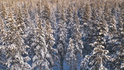 Aerial view from drone of white snowy pines of coniferous forest trees in Lapland National park environment, bird’s eye scenery view of famous nature landmark in Riisitunturi on winter season