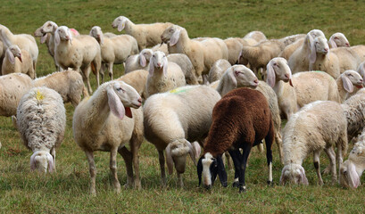 Obraz premium flock of white and brown sheep grazing on the meadow, feeding on grass, raised for milk production