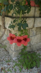 Campsis, Campsis liana flowers against the background of a wall