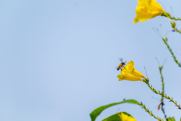 Bee collecting Honey from flower in a lovely morning