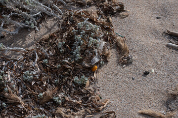 Abfall am Strand