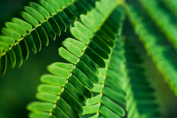 Vibrant green leaves plant in tropical garden