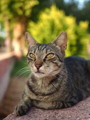 Beautiful grey cat lying outside in summer