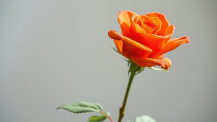 Obraz premium Single orange rose blossom on stem against neutral background