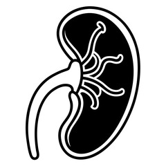 Kidney on white background