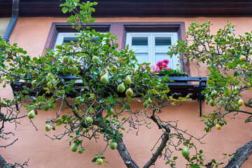 Birnbaum als Spalierbaum an einer Fassade als Dekoration in Rothenburg ob der Tauber in Deutschland
