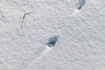 Coyote paw print t if freshly fallen snow 